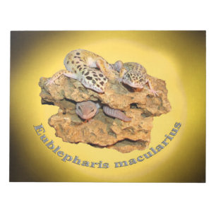 Leopard gecko-design voor iedereen! notitieblok