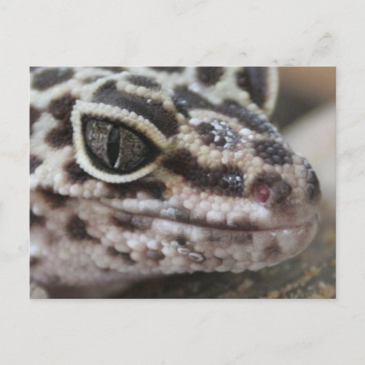 Leopard Gecko Eyes Mouth Face Close Briefkaart (Voorkant)
