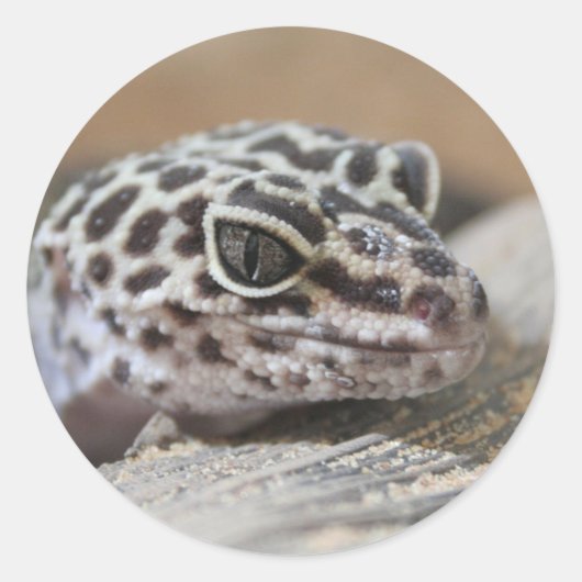 Leopard Gecko Eyes Mouth Face Close Ronde Sticker (Voorkant)