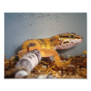 Leopard Gecko Foto Afdruk