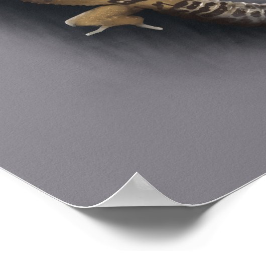 Leopard gecko poster (Hoek)