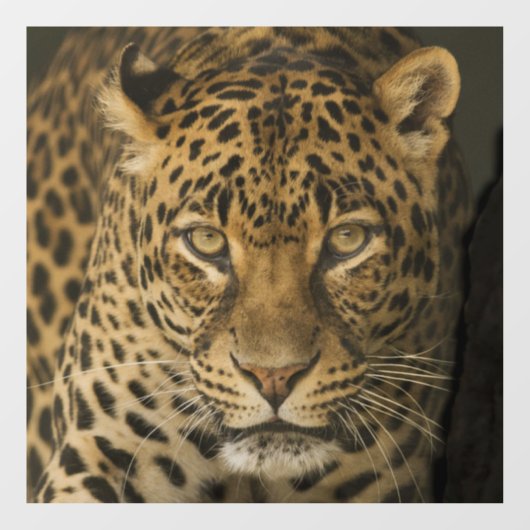 LEOPARD GLASS WINDOW CLING RAAMSTICKER (Vel)