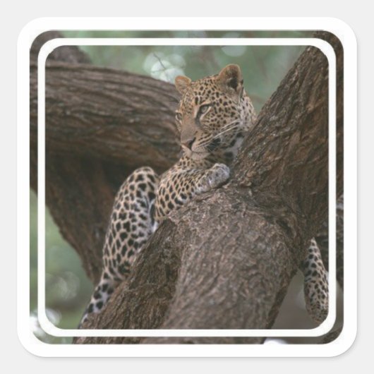 Leopard Habitat Stickers (Voorkant)