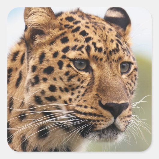Leopard Head Shot Vierkante Sticker (Voorkant)