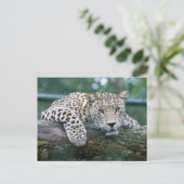 Leopard in het wild liggend op de boomstam briefkaart (Staand voorkant)