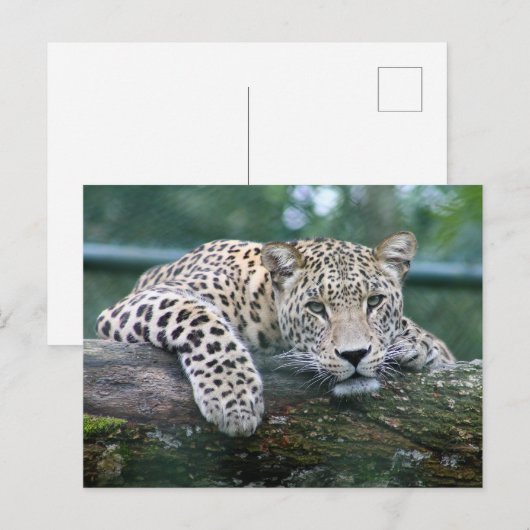 Leopard in het wild liggend op de boomstam briefkaart (Voorkant / Achterkant)