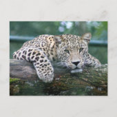 Leopard in het wild liggend op de boomstam briefkaart (Voorkant)