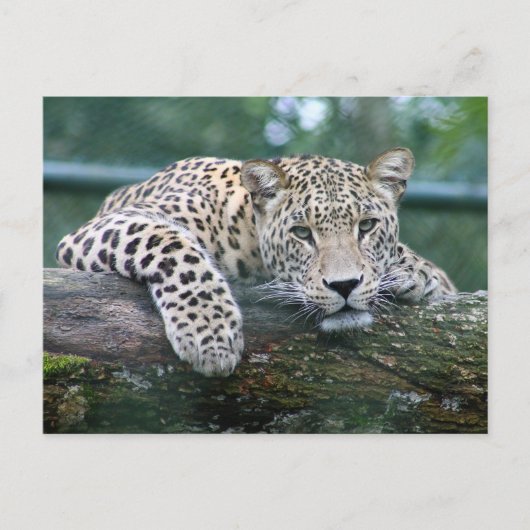 Leopard in het wild liggend op de boomstam briefkaart (Voorkant)
