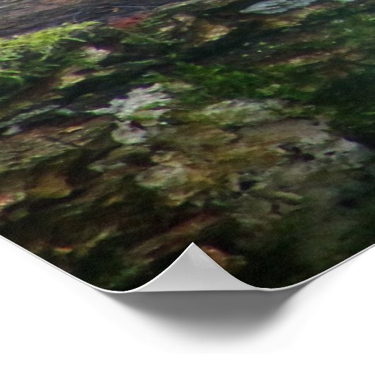 Leopard in het wild liggend op de boomstam poster (Hoek)