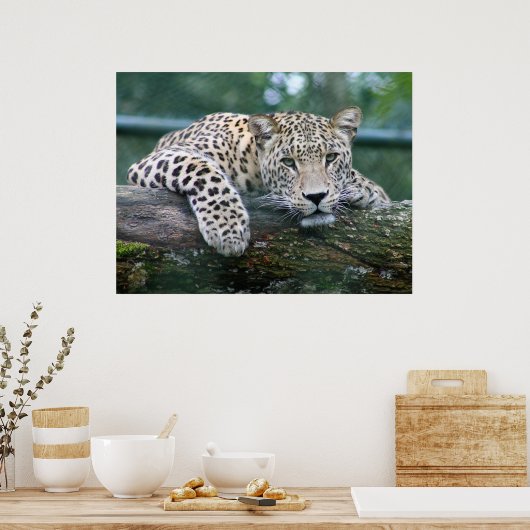 Leopard in het wild liggend op de boomstam poster (Keuken)