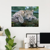 Leopard in het wild liggend op de boomstam poster (Thuiskantoor)