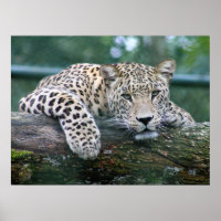 Leopard in het wild liggend op de boomstam