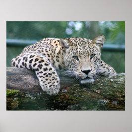 Leopard in het wild liggend op de boomstam poster