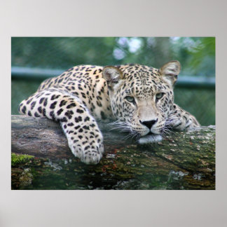 Leopard in het wild liggend op de boomstam poster