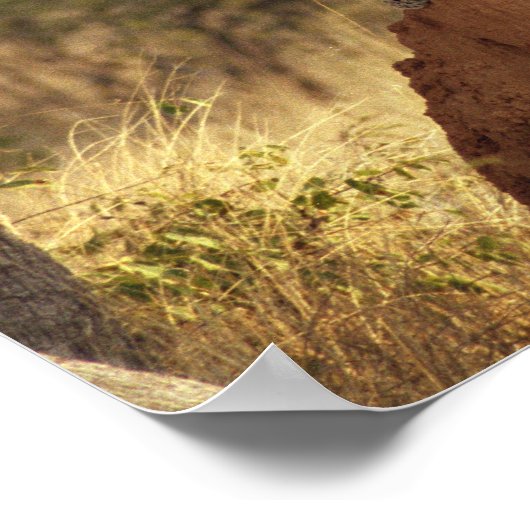 Leopard in Namibië, Afrika Poster (Hoek)