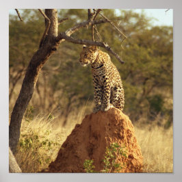 Leopard in Namibië, Afrika Poster