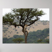 Leopard in Tree - Safari Wildlife Fine Art Print (Voorkant)