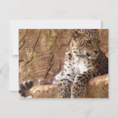 Leopard Invitation Kaart (Voorkant)