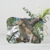 Leopard Kaart (Staand voorkant)