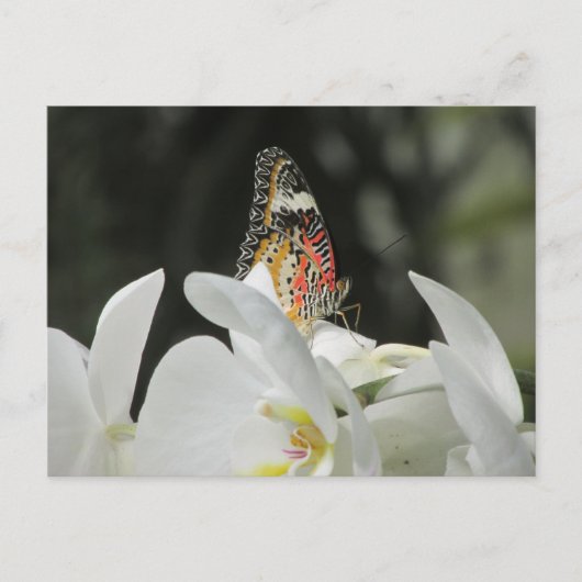 Leopard Lacewing Butterfly op White Orchid Postcar Briefkaart (Voorkant)