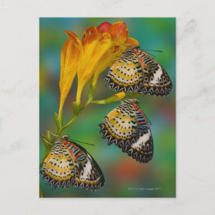 Leopard Lacewing tropische vlinders (Cethosia) Briefkaart