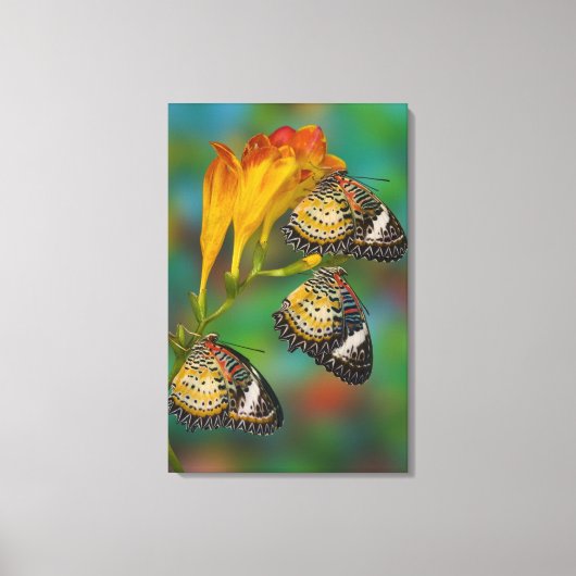 Leopard Lacewing tropische vlinders (Cethosia) Canvas Afdruk (Voorkant)