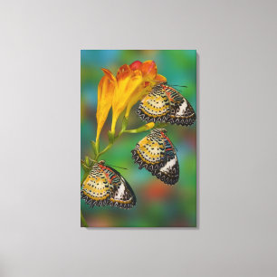 Leopard Lacewing tropische vlinders (Cethosia) Canvas Afdruk