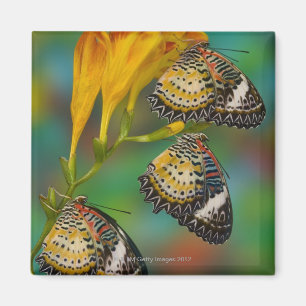 Leopard Lacewing tropische vlinders (Cethosia) Magneet