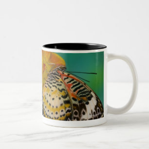 Leopard Lacewing tropische vlinders (Cethosia) Tweekleurige Koffiemok