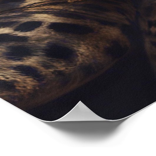 *Leopard Lady- Poster (Hoek)