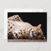 Leopard Laying op haar rug Briefkaart (Voorkant / Achterkant)
