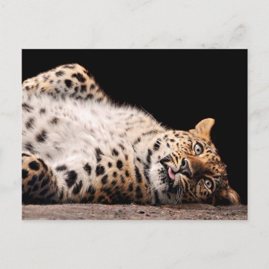 Leopard Laying op haar rug Briefkaart (Voorkant)