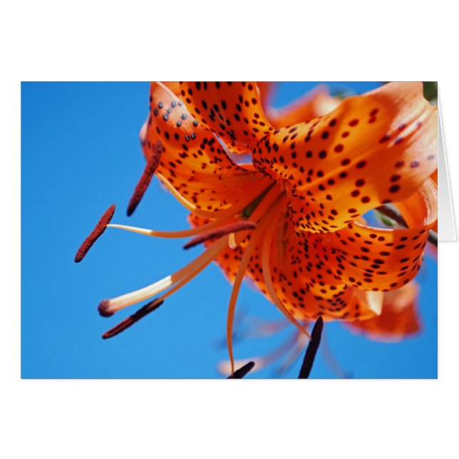 Leopard lily (Voorkant Horizontaal)