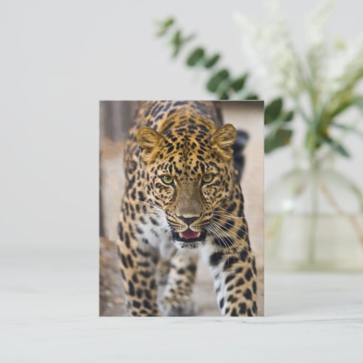 Leopard-lopende foto briefkaart (Staand voorkant)