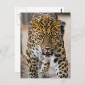 Leopard-lopende foto briefkaart (Voorkant / Achterkant)