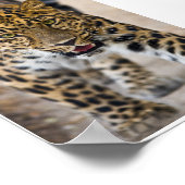 Leopard-lopende foto poster (Hoek)
