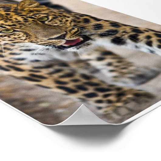 Leopard-lopende foto poster (Hoek)