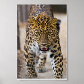 Leopard-lopende foto poster (Voorkant)