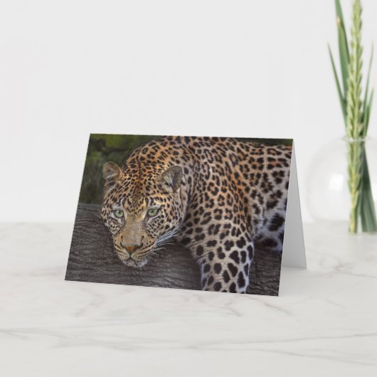 Leopard Lounging Kaart (Voorkant)