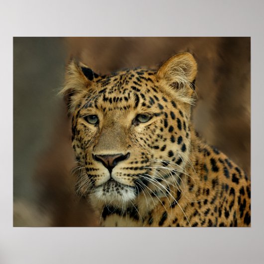Leopard Lovers Art Poster (Voorkant)