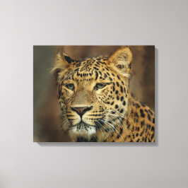 Leopard Lovers Canvas Afdruk