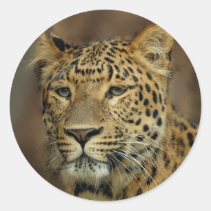 leopard lovers ronde sticker