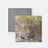 Leopard Magneet (Voorkant / Achterkant)