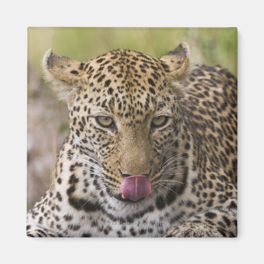 Leopard Magneet (Voorkant)