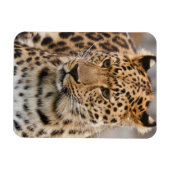 Leopard Magnet Magneet (Horizontaal)