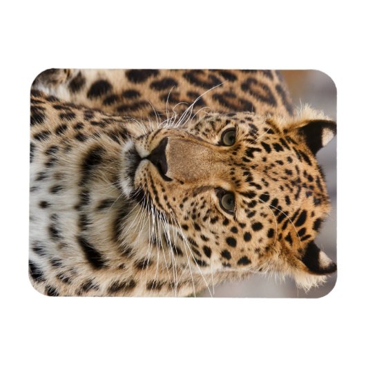 Leopard Magnet Magneet (Horizontaal)