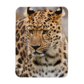 Leopard Magnet Magneet (Verticaal)