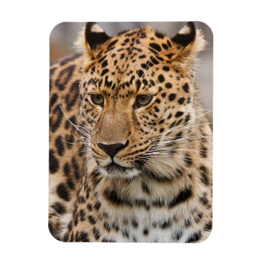 Leopard Magnet Magneet (Verticaal)