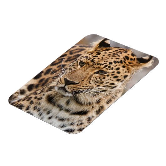 Leopard Magnet Magneet (Linkerzijde)