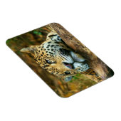 Leopard Magnet Magneet (Rechterzijde)